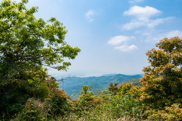 密集树林