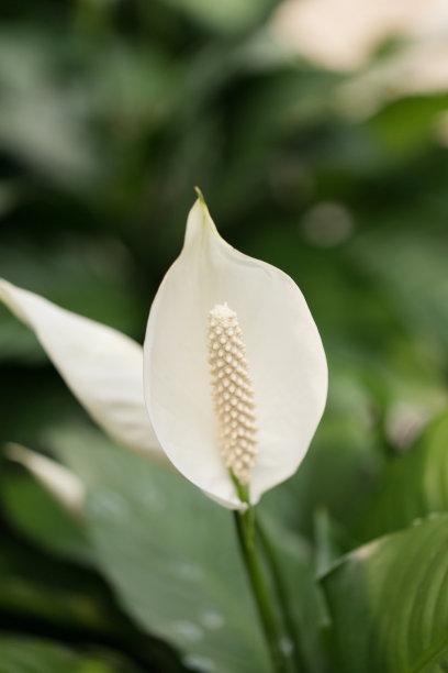 百合花叶子绿叶盆栽