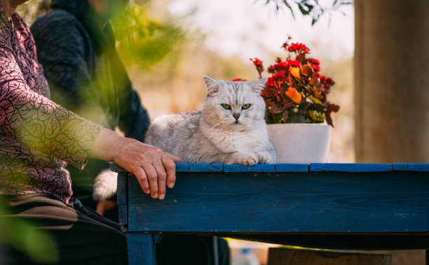 猫和花