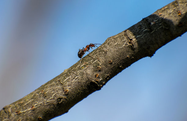 蚂蚁森林