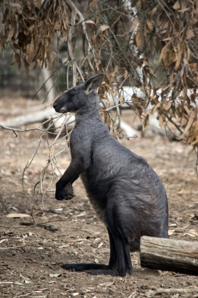 wallaroo