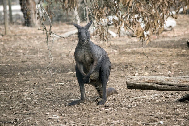 wallaroo