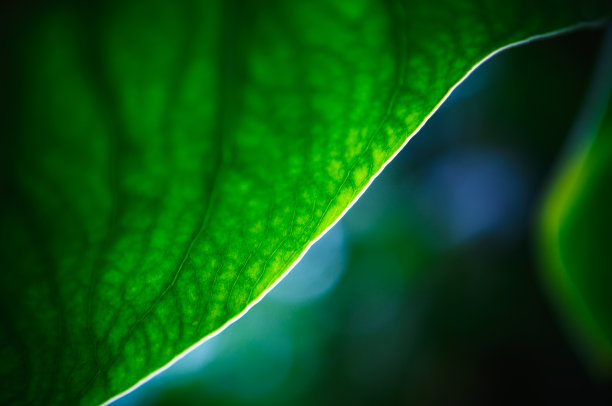 codiaeum