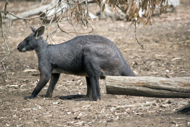 wallaroo