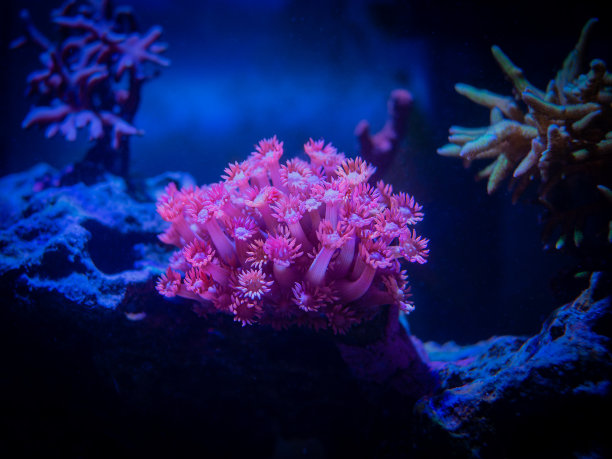 珊瑚花