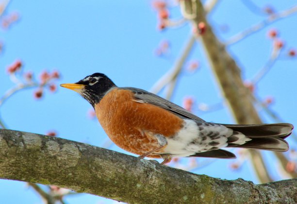 robin