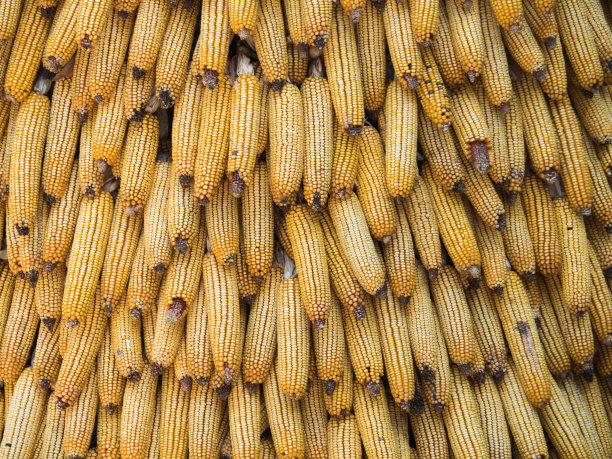 玉米棒子纹理背景