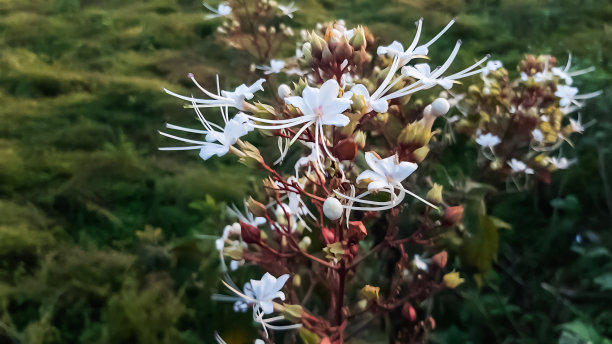 绿色背景绿植背景