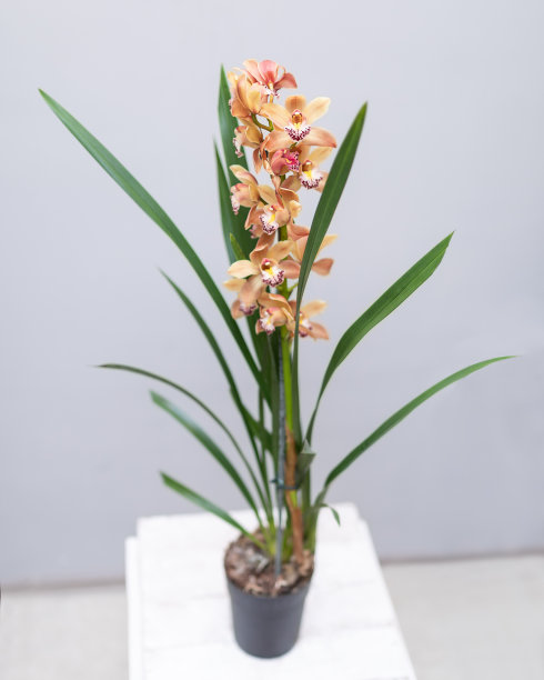 cymbidium