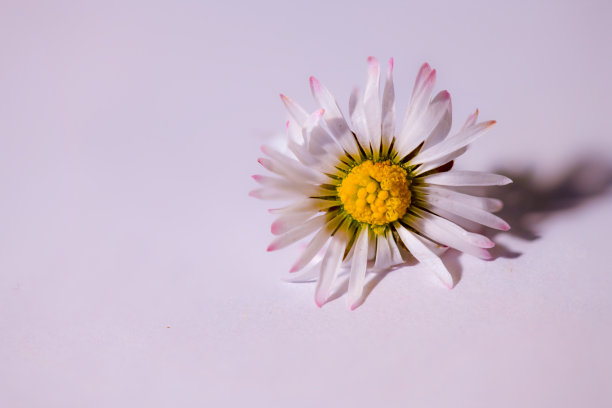 花,开花,花卉,花盆,仙人掌