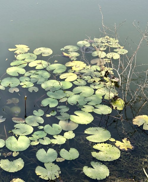 花卉组景