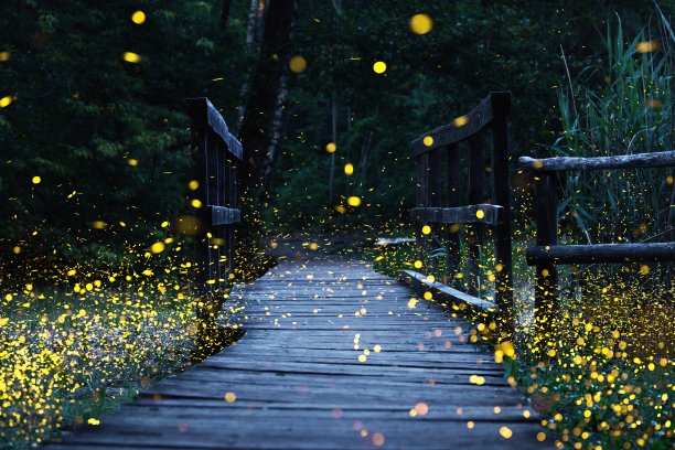 boardwalk
