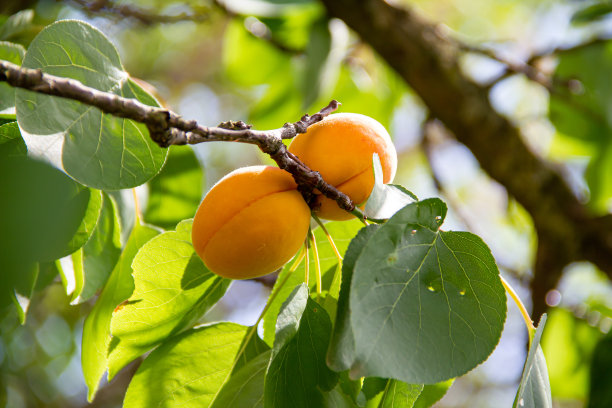 树枝上的杏