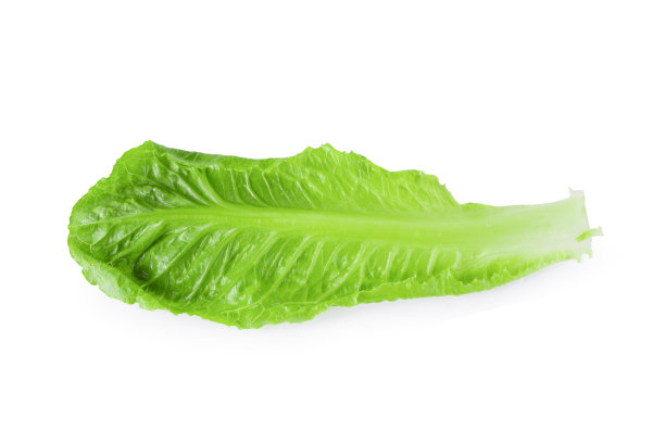 romaine