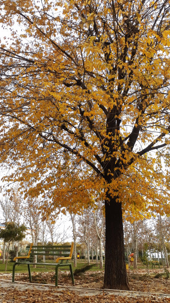 秋天里黄色树叶