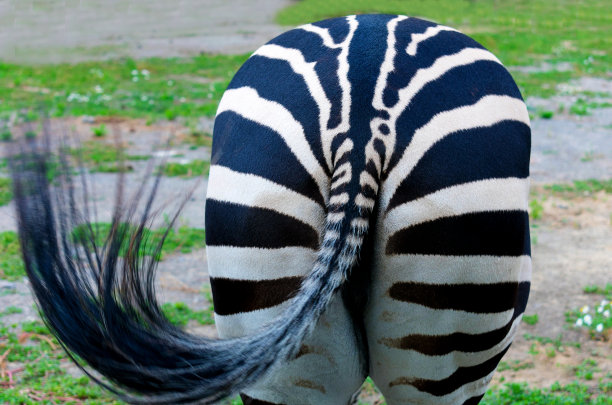 rear
