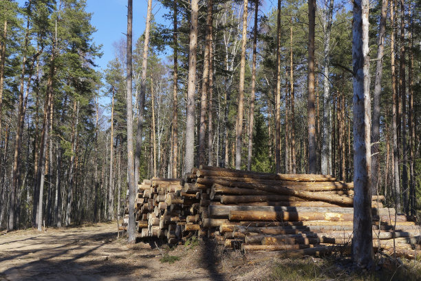 森林伐木,林业伐木,原木