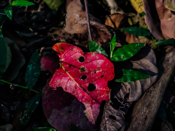 户外,白昼,季节