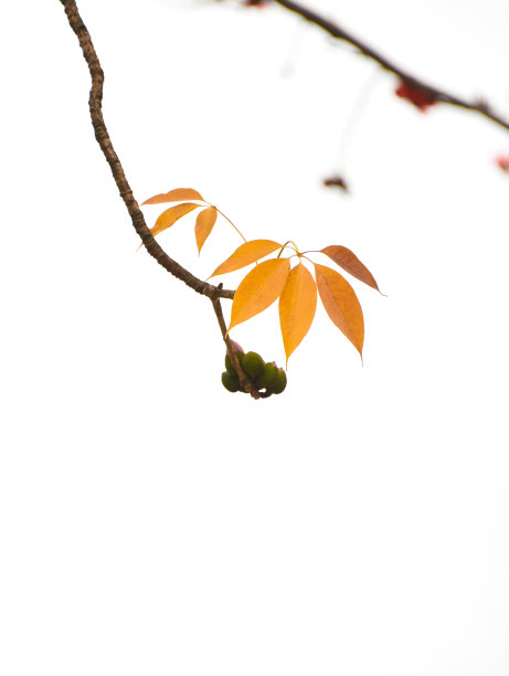 木棉花红色