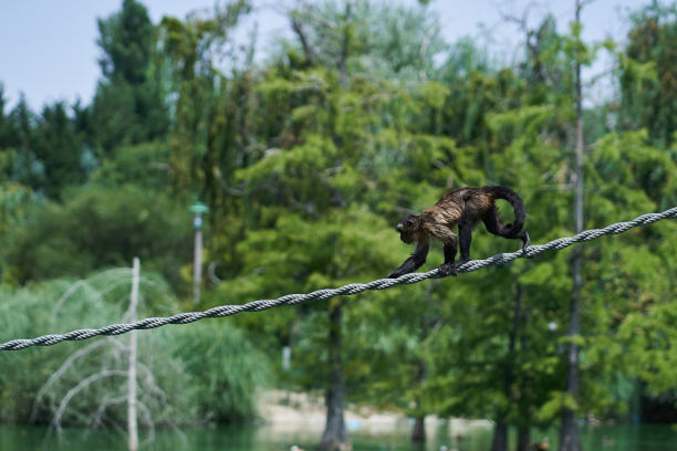 猴子 动物 动物园 山水