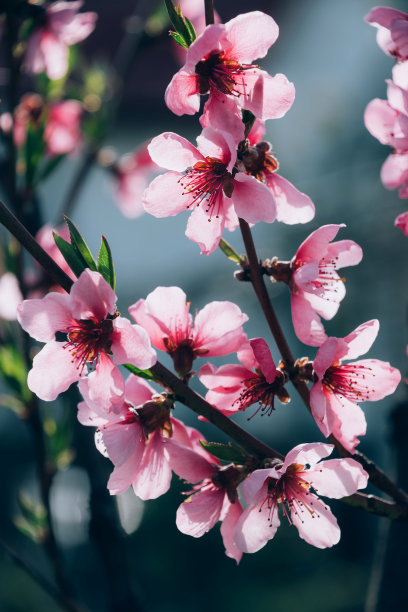 春红水蜜桃