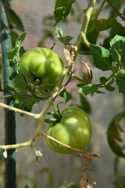 水果西红柿种植