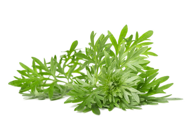 mugwort