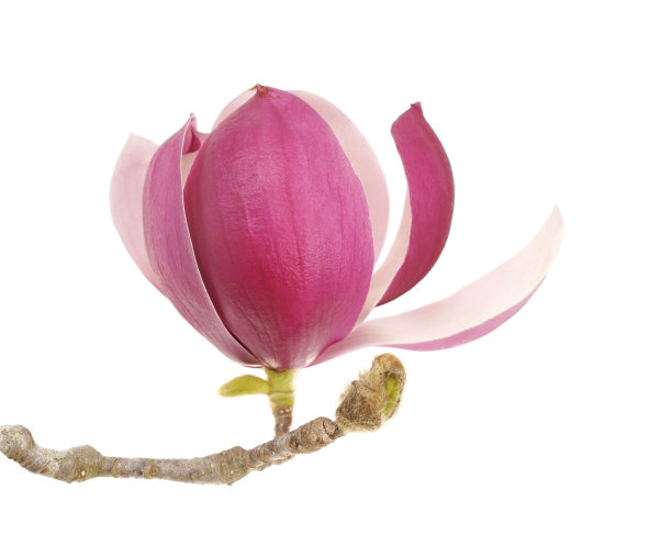 粉色玉兰花