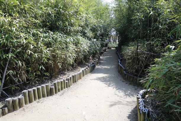 绿竹林竹林围栏