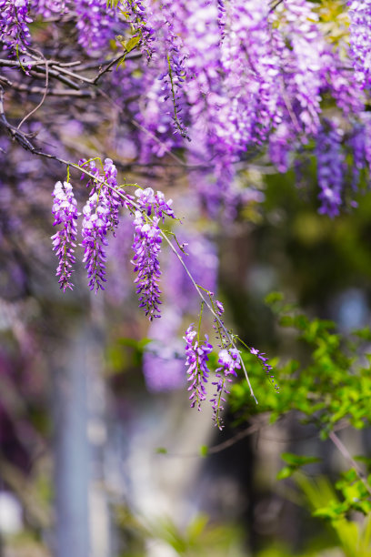 紫藤花开