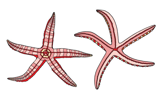 热带鱼logo