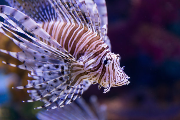 lionfish