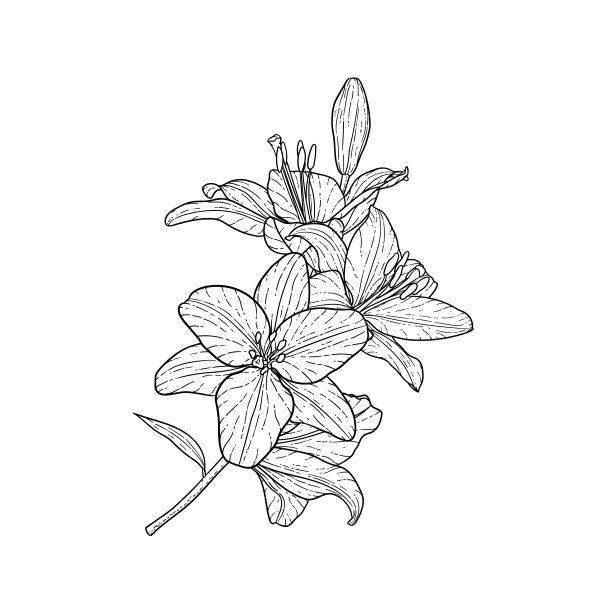 线描花卉图案