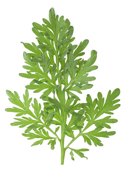 wormwood