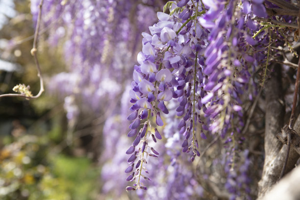 紫藤花背景图