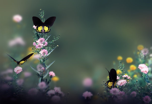 美丽的蝴蝶与鲜花