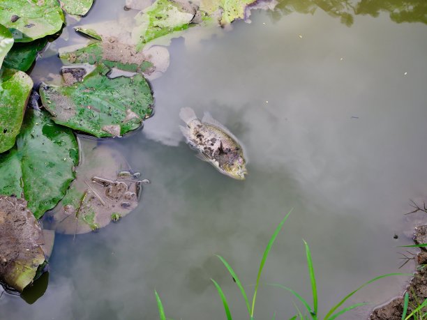 污染的河面