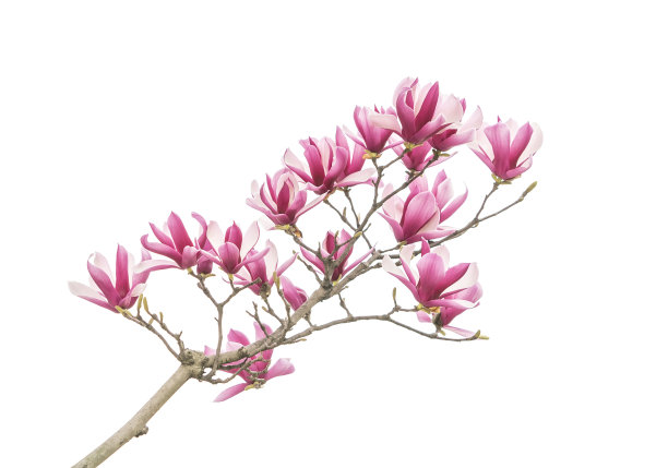 粉色玉兰花