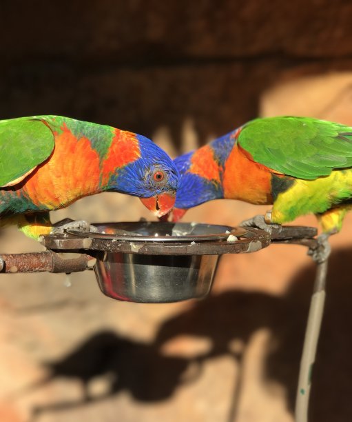 lorikeet