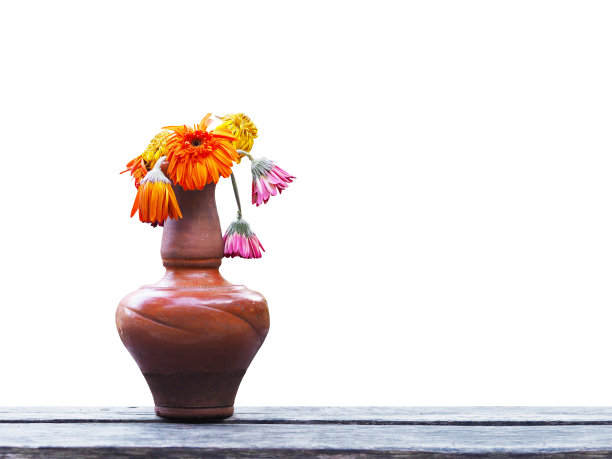 gerbera