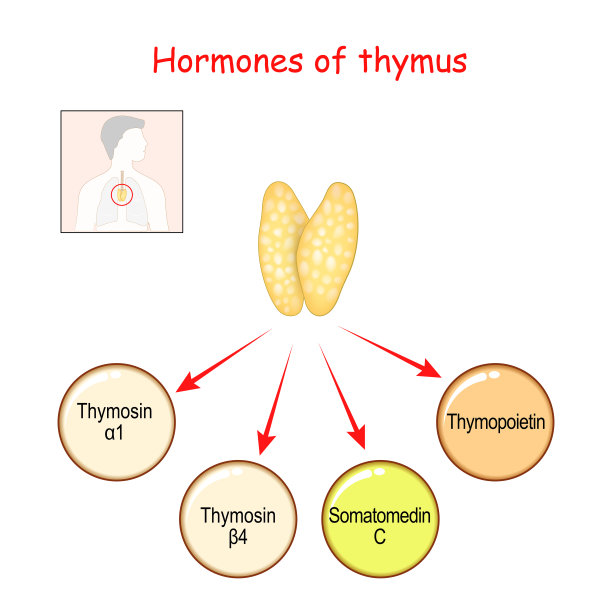 thymus