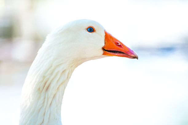 goose