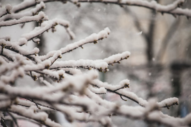 雪覆盖着的森林