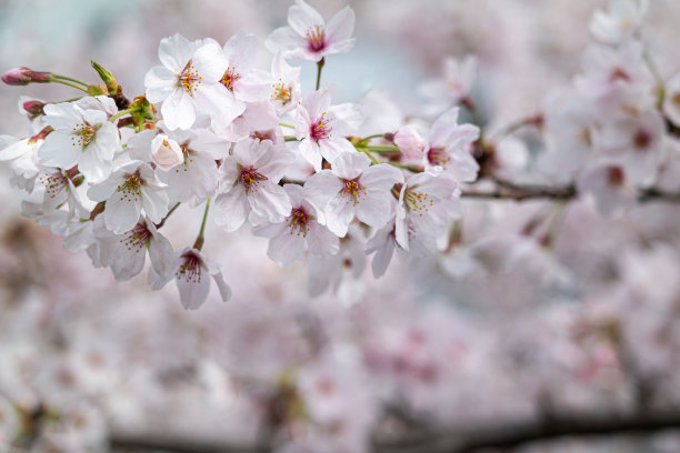 满树花开