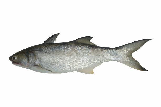 chanidae