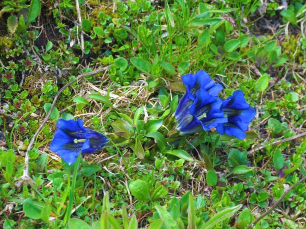 gentian