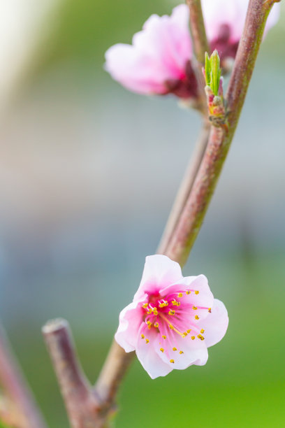 春天桃树