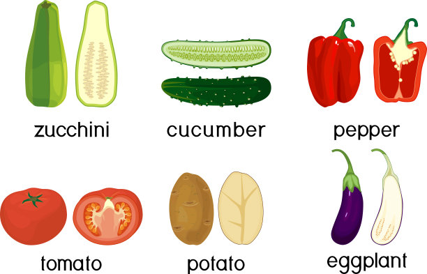 矢量土豆插画