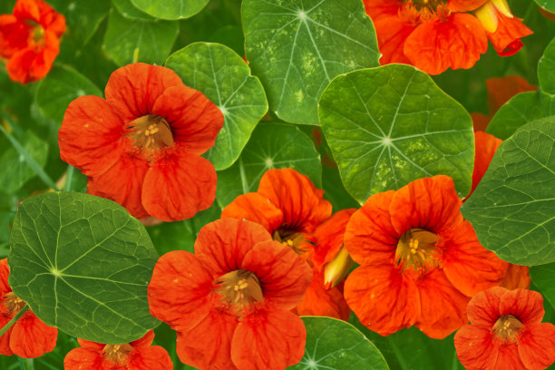 nasturtium