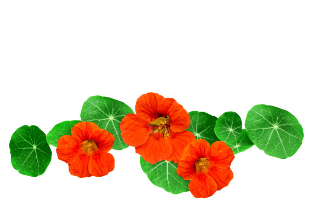 nasturtium